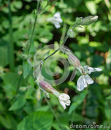 White Campion â€“ Silene latifolia Stock Photo